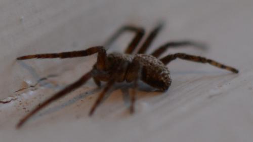 Philodromus sp.